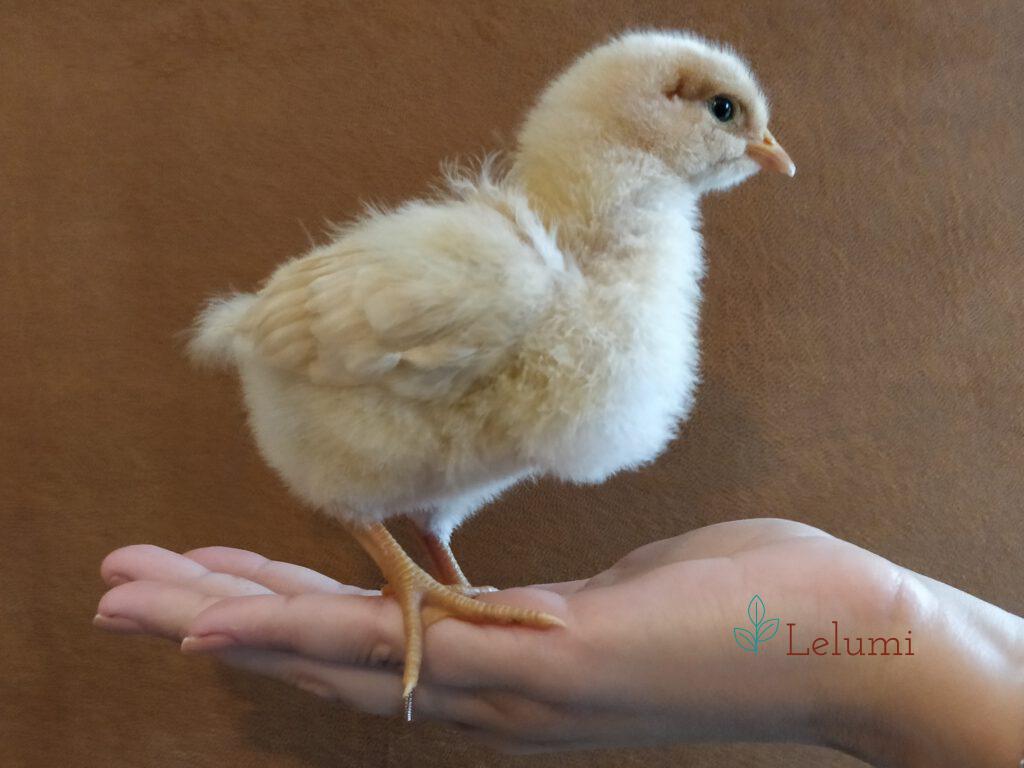 Orpington chick, 10 days old